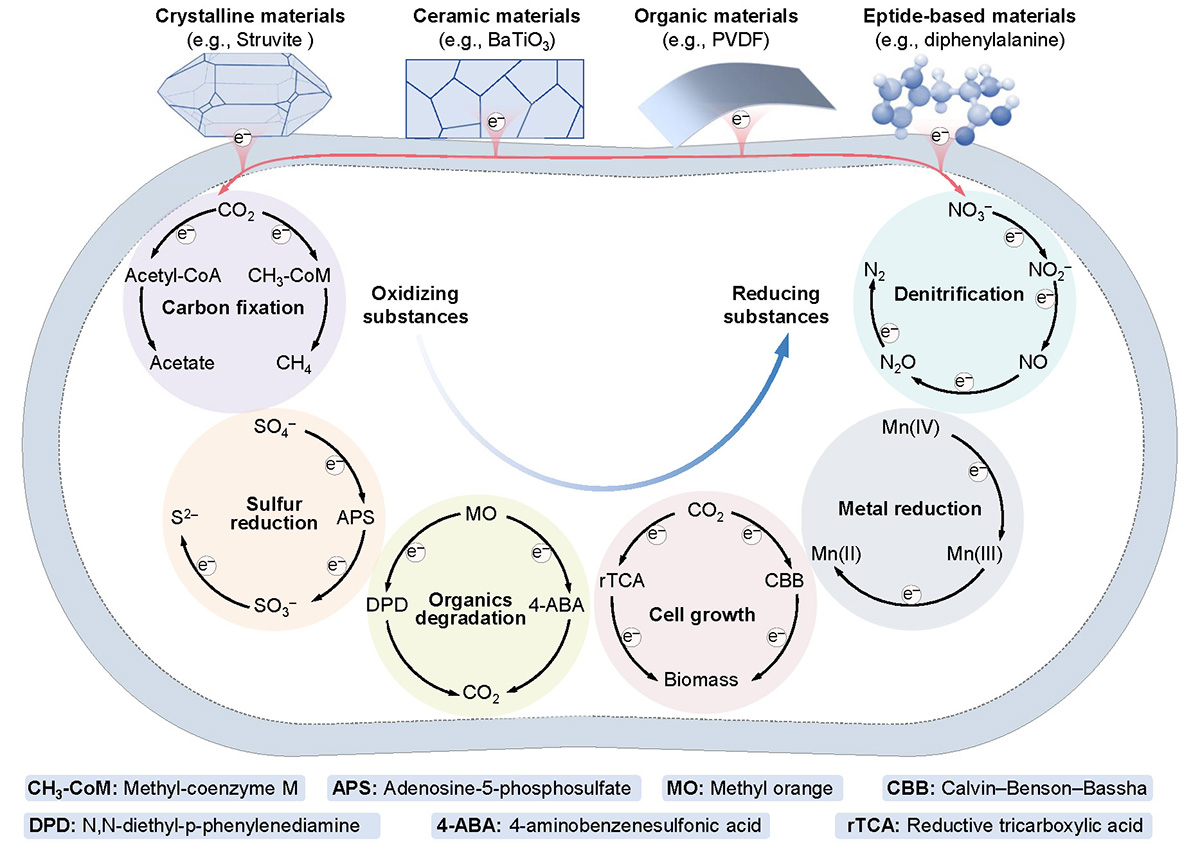 Figure 3 Refer to the following caption and surrounding text.