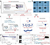 Thumbnail: Figure 1 Refer to the following caption and surrounding text.